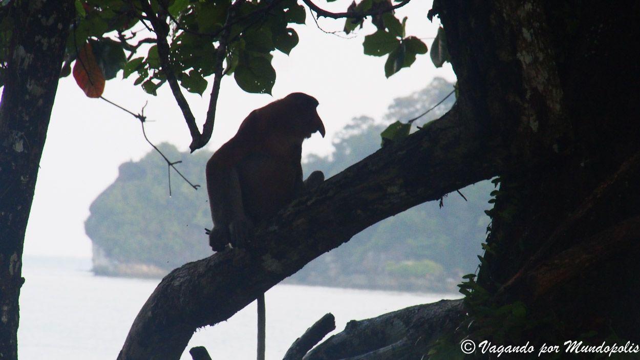monos-narigudos-bako-malasia
