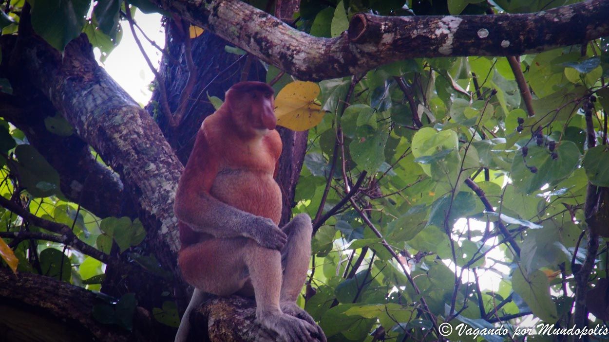 parque-nacional-de-bako-malasia