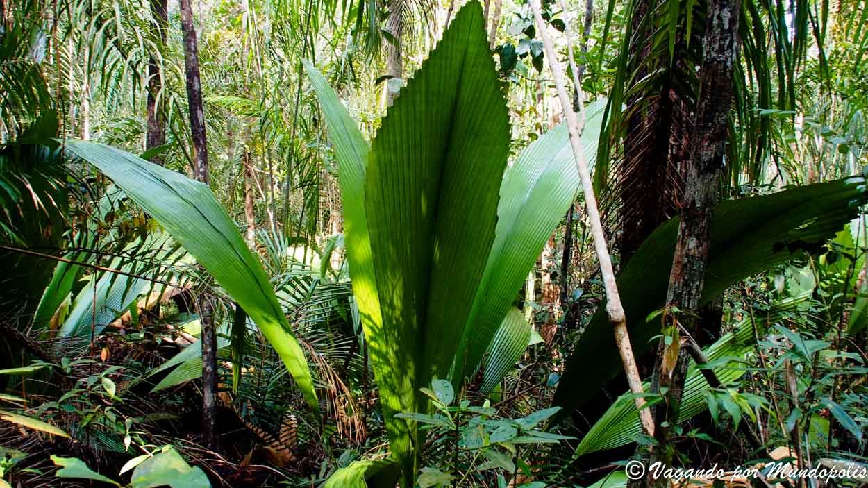 parque-nacional-de-bako-malasia