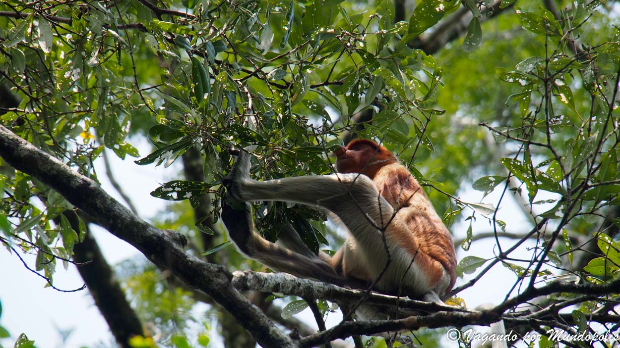 monos-narigudos-borneo