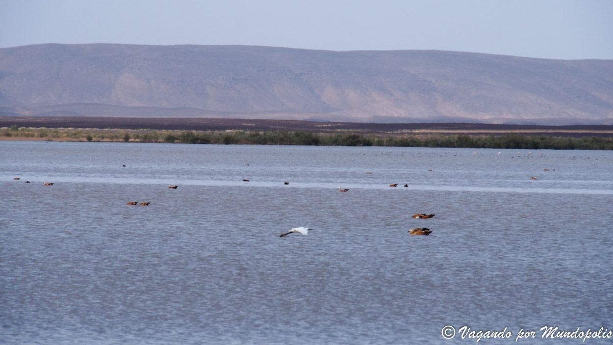 lago-flamencos-merzouga