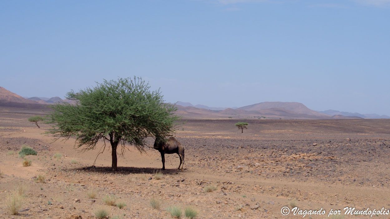 desierto-marruecos