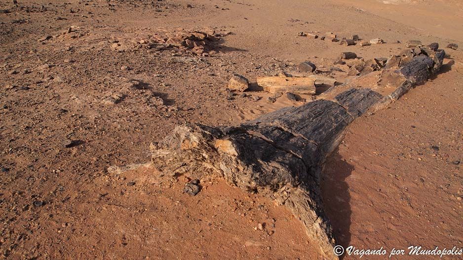 bosque-petrificado-sudan