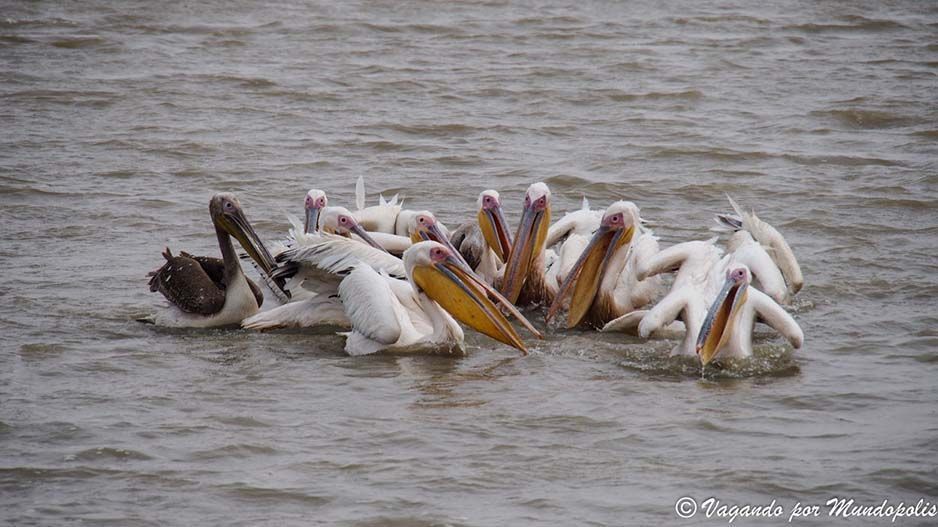 Parc-National-des-Oiseaux-du Djoudj