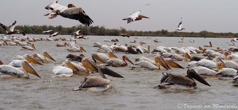 parque-nacional-djoudj-senegal