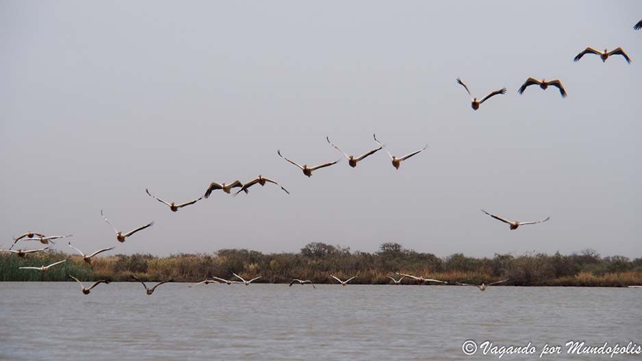 Parc-National-des-Oiseaux-du Djoudj