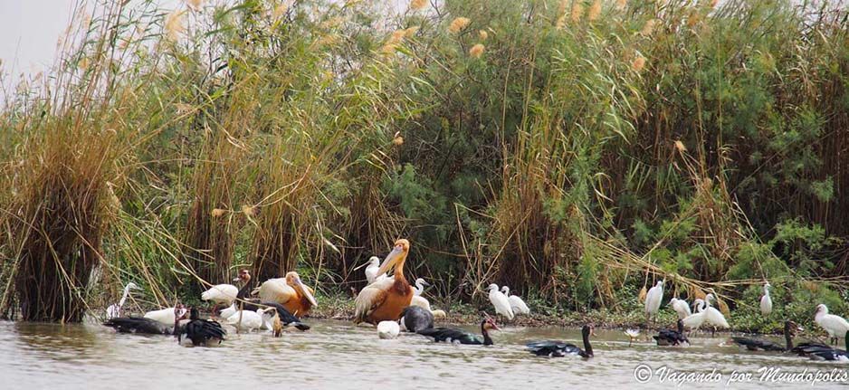 parque-nacional-djoudj-senegal