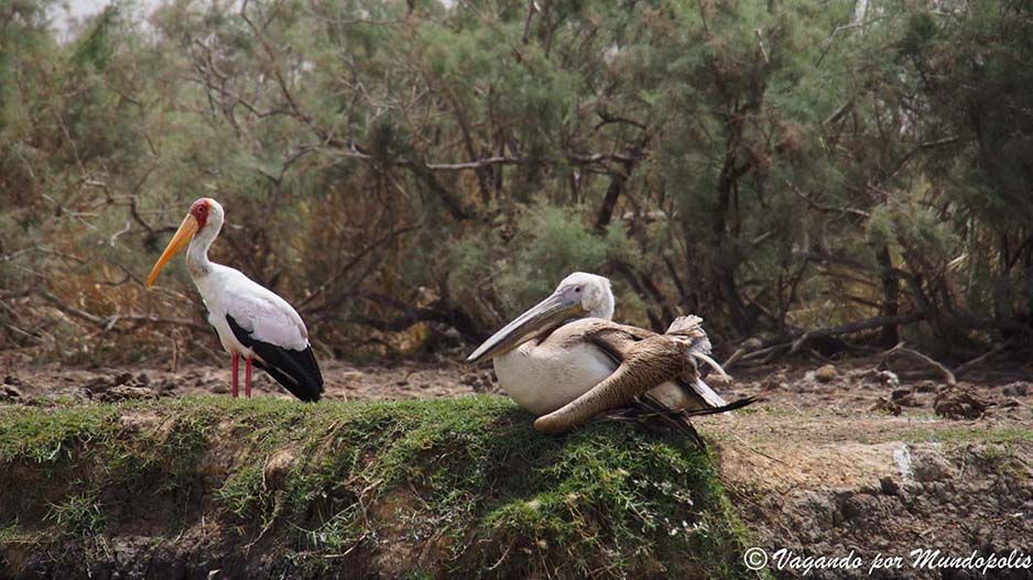 parque-nacional-djoudj-senegal