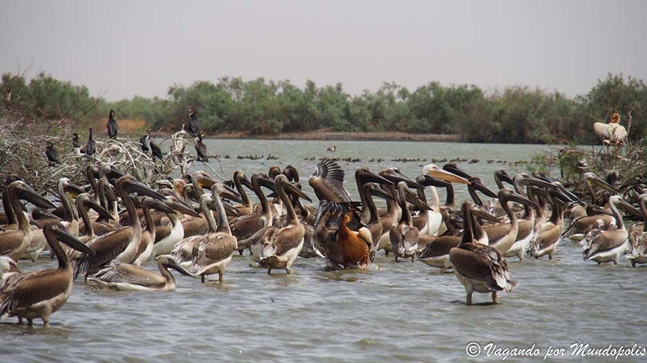 parque-nacional-djoudj-senegal