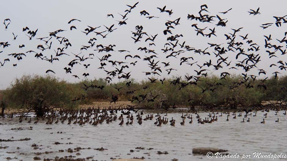 parque-nacional-djoudj-senegal