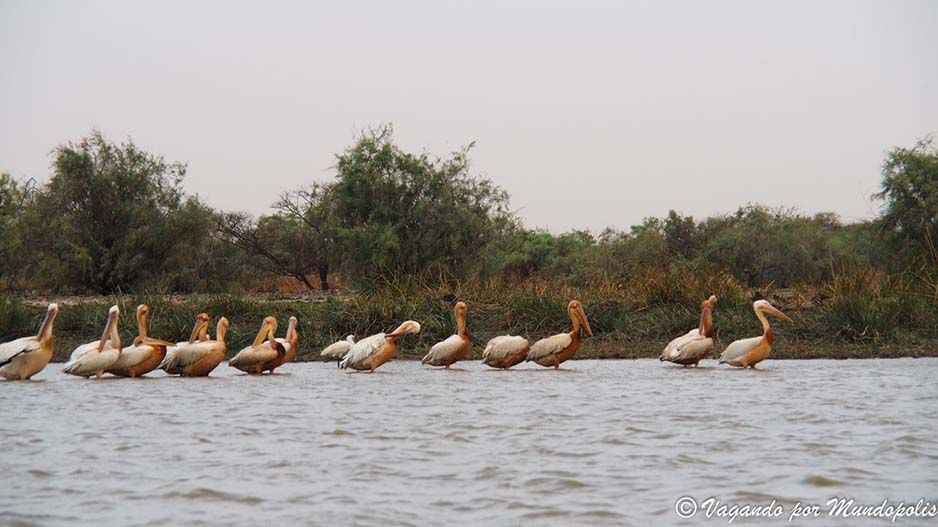 Parc-National-des-Oiseaux-du Djoudj