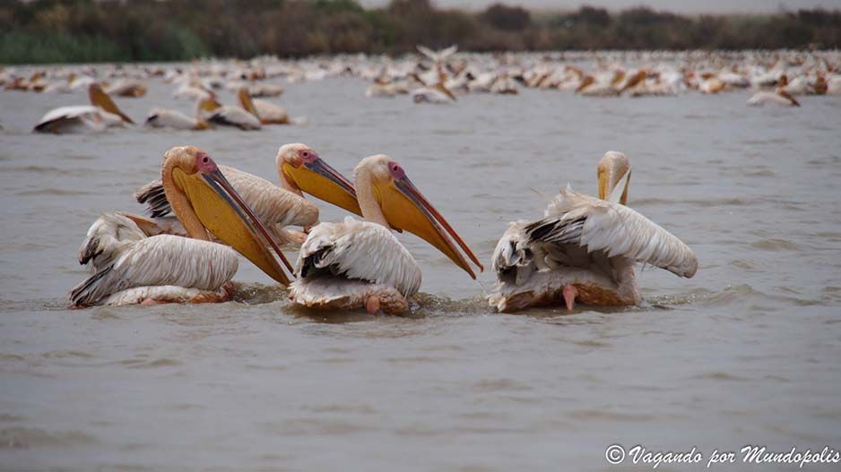 parque-nacional-djoudj-senegal