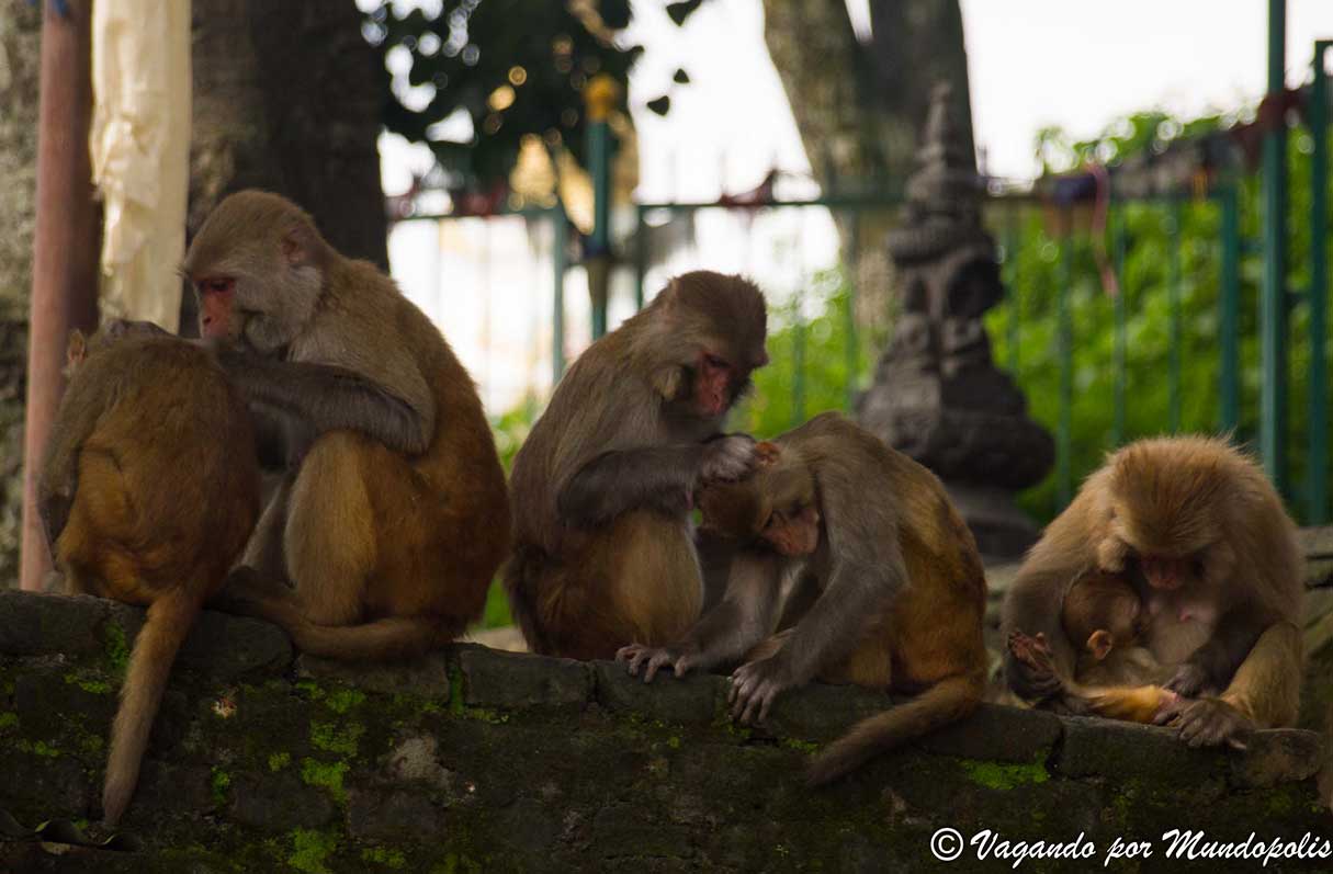 templo-de-los-monos-kathmandu