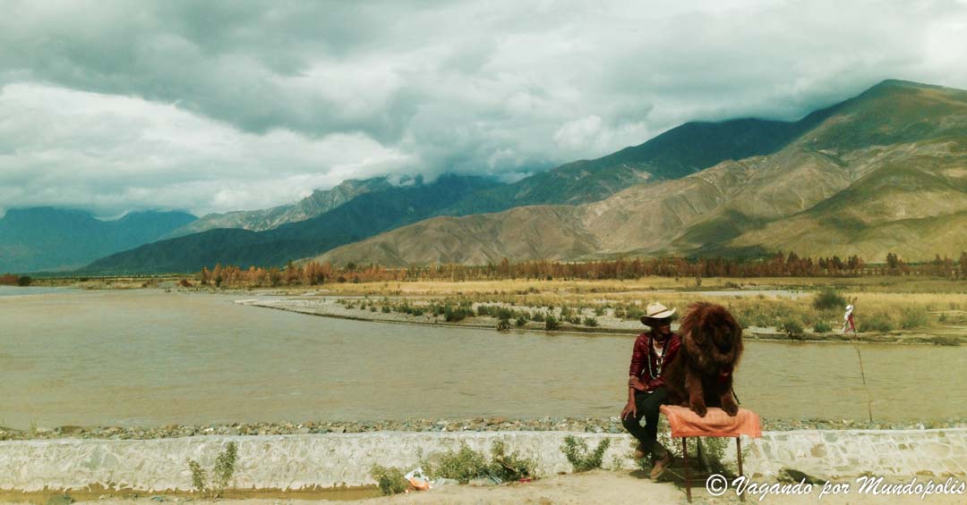 mastin-tibetano