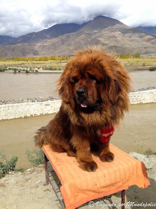 mastin-tibetano