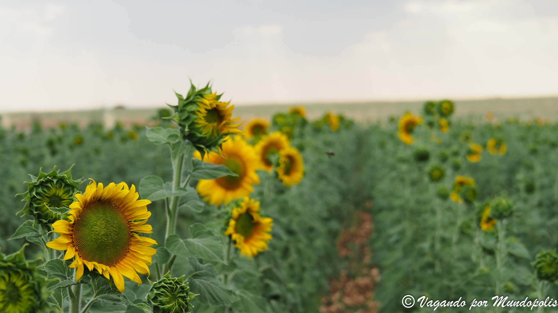 campos-girasoles