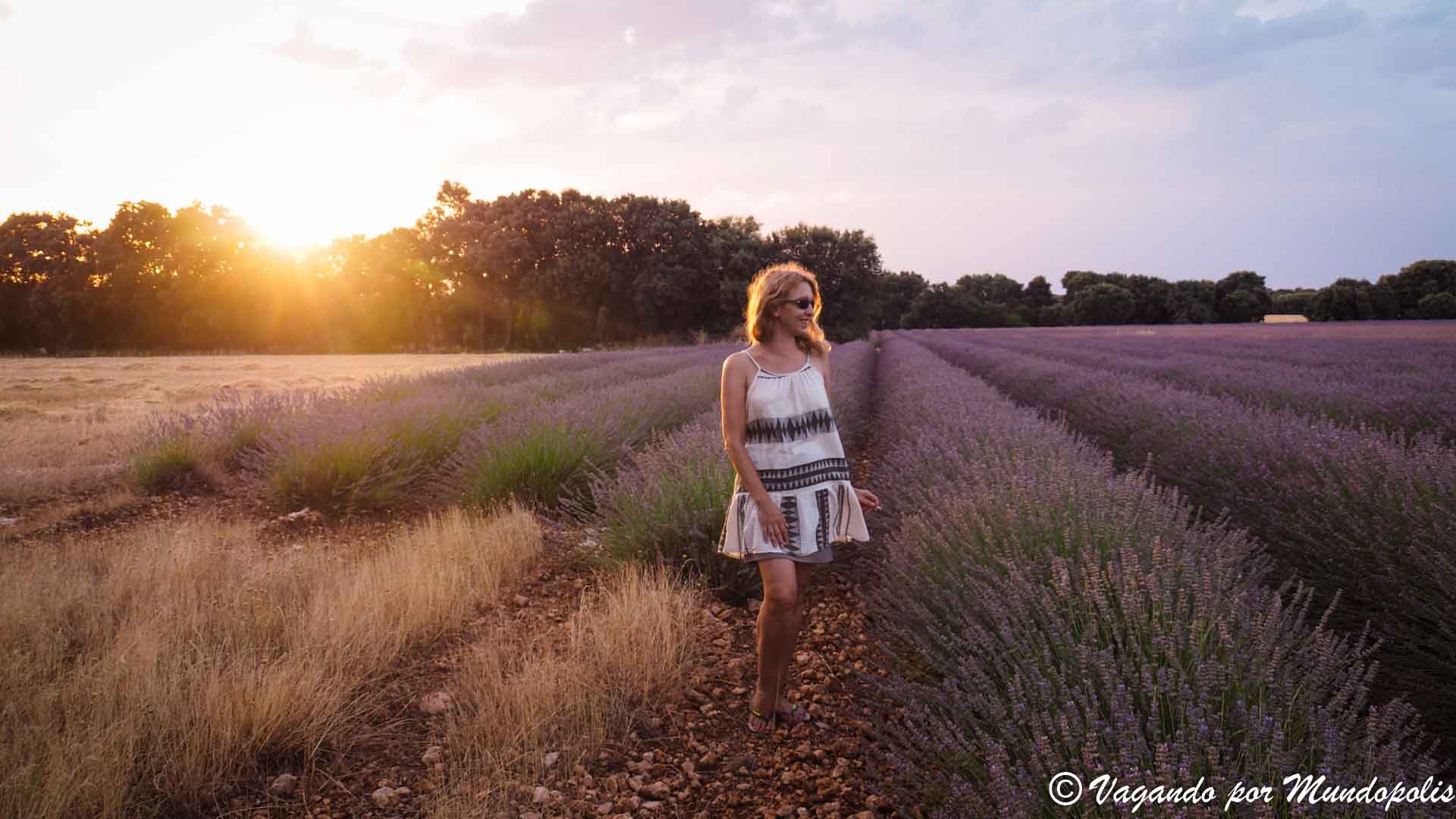 campos-lavanda-brihuega-2020