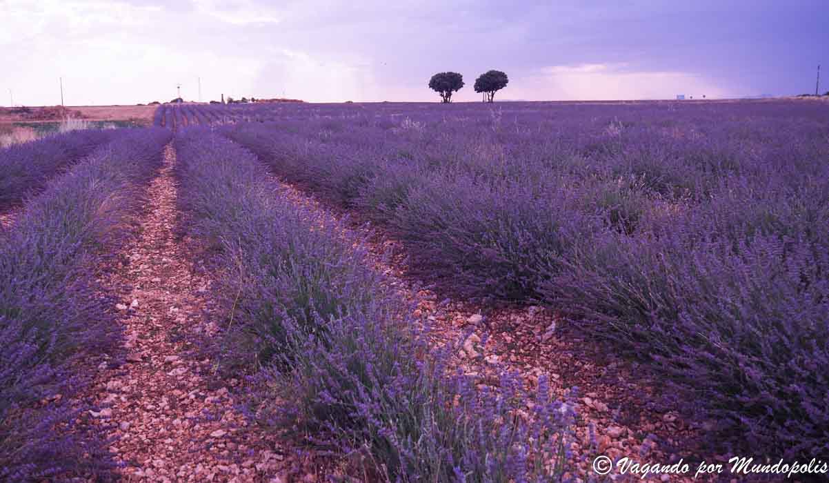 campos-lavanda-brihuega