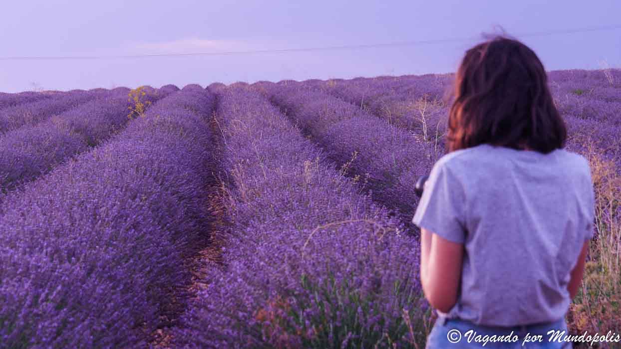 campos-lavanda-brihuega