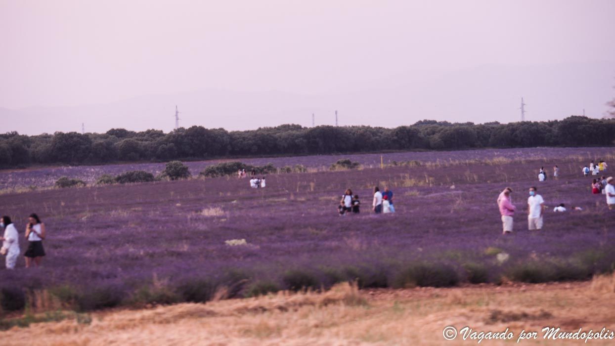 campos-lavanda-brihuega