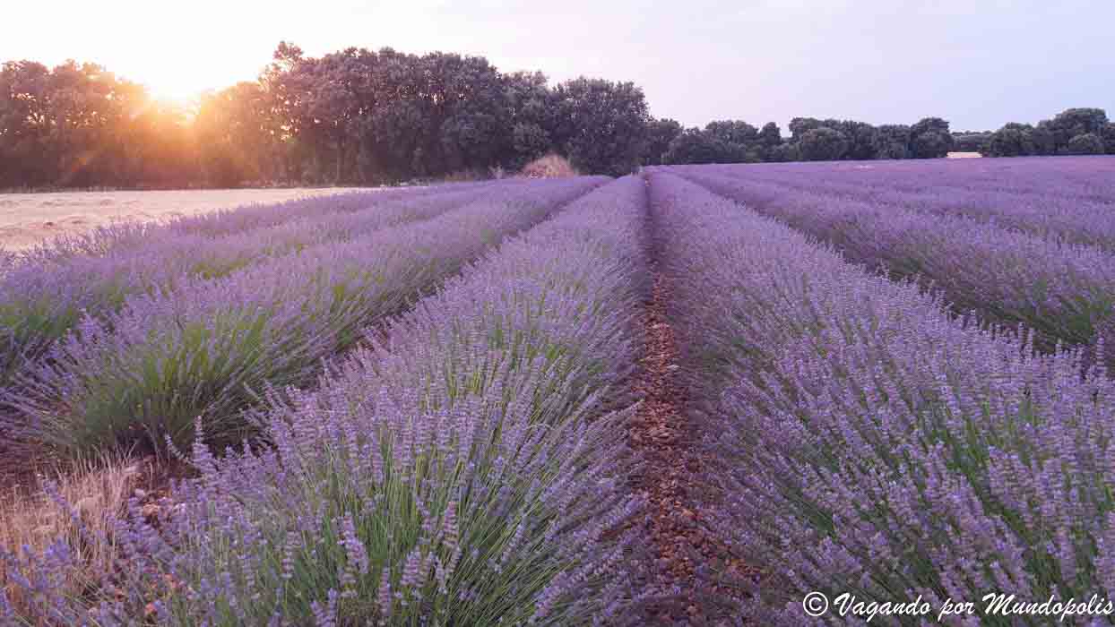campos-lavanda-brihuega