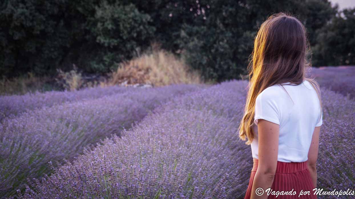 campos-lavanda-brihuega