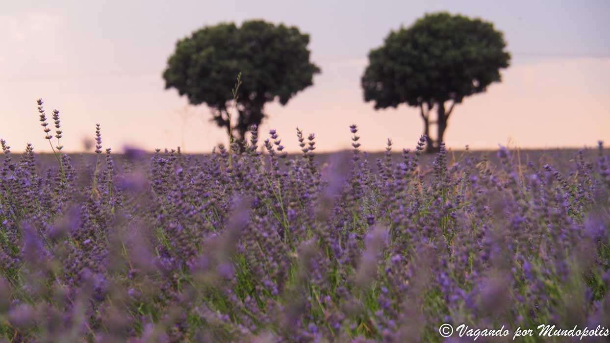 campos-lavanda-brihuega