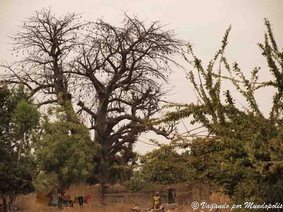 baobab-burkina-faso