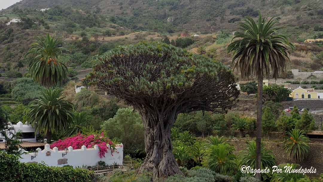 que-ver-en-tenerife- drago-milenario