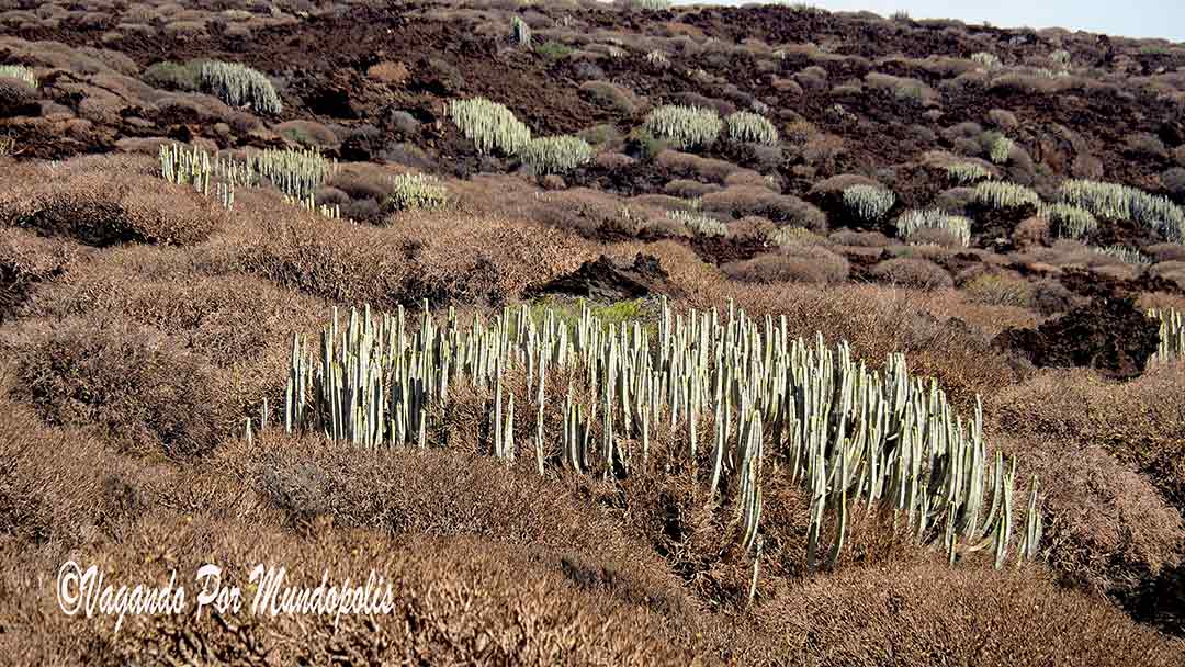 que-ver-en-siete-dias-en-tenerife-malpais-guimar