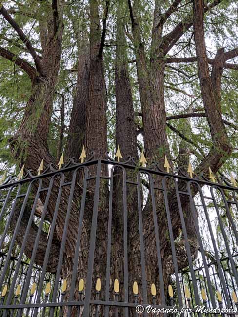el-arbol-mas-viejo-de-madrid
