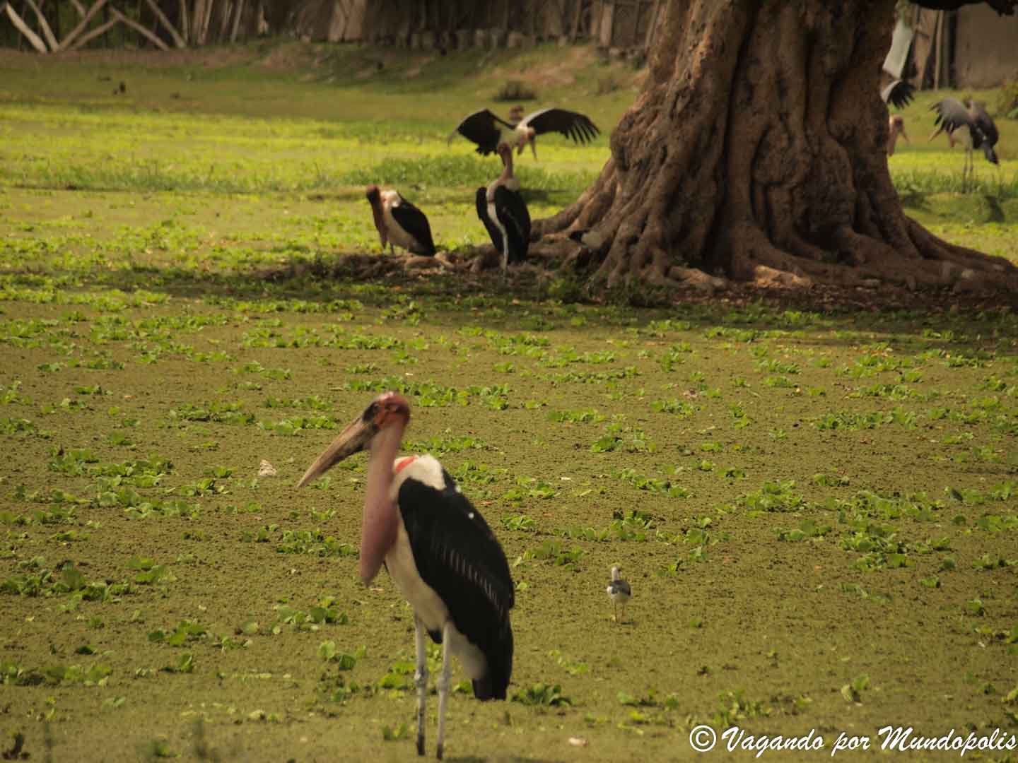 lago-ziway-etiopia