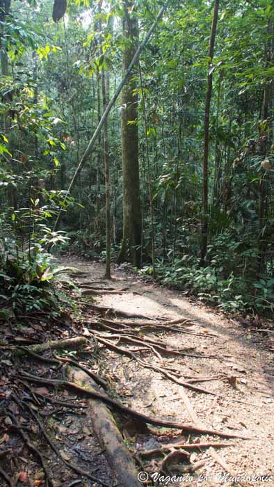 que-hacer-en-kuching-gunung-gading
