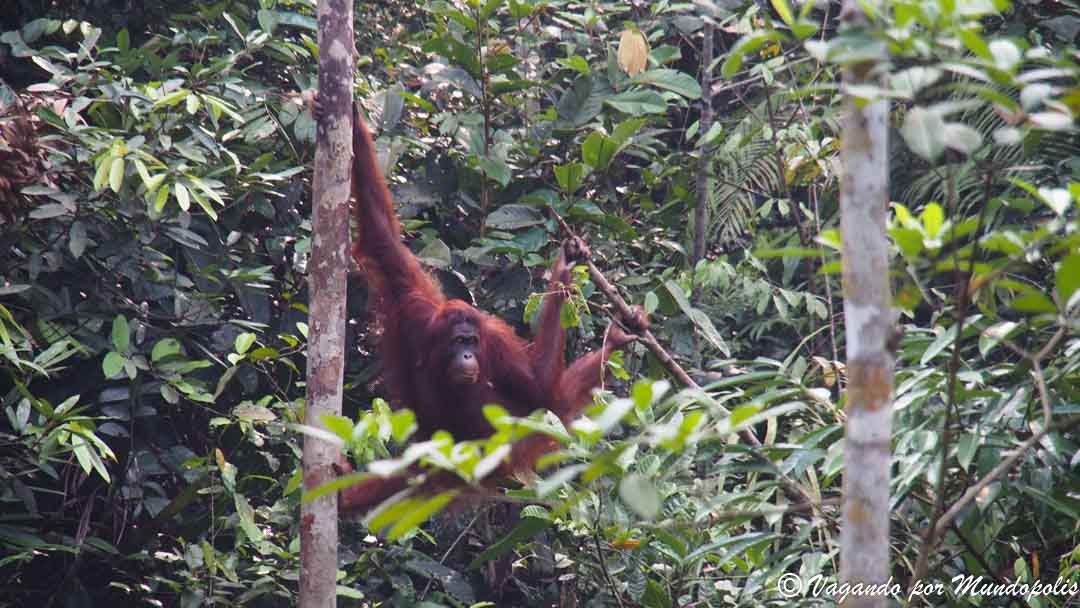 que-ver-en-kuching-semenggoh-wildlife-center
