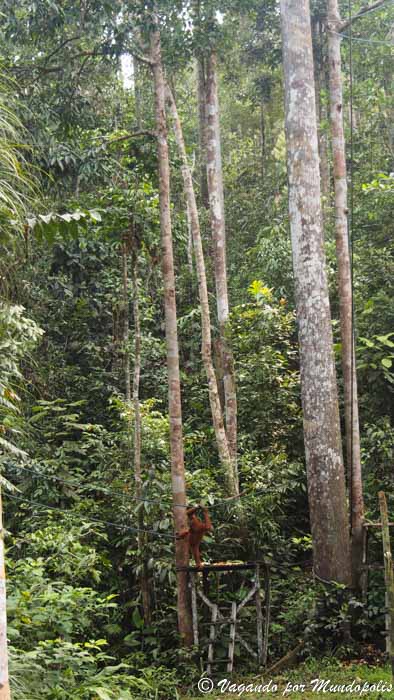 que-ver-en-kuching-semenggoh-wildlife-center
