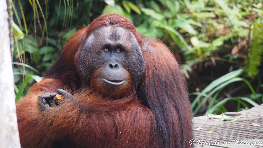 excursiones-kuching