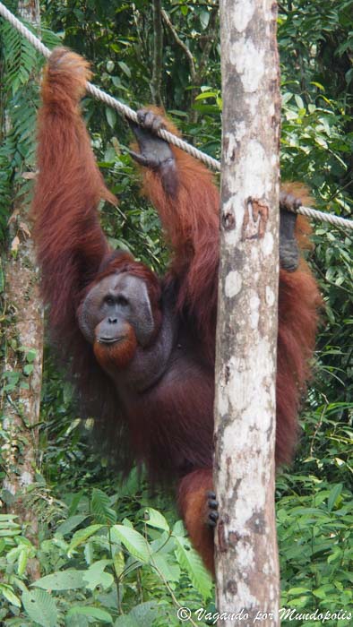 que-ver-en-kuching-semenggoh-wildlife-center