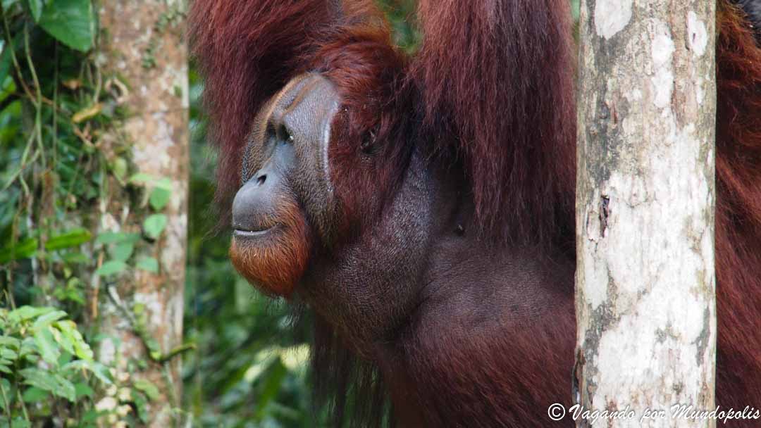 que-ver-en-kuching-semenggoh-wildlife-center
