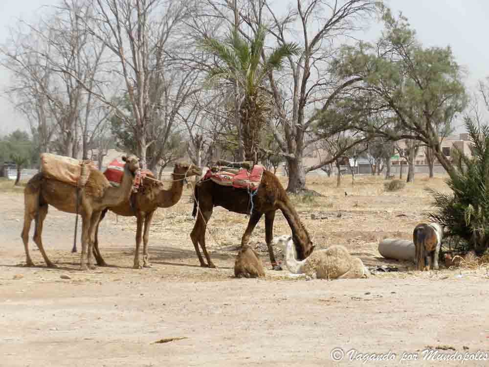 que-hacer-en-marrakech-5-dias