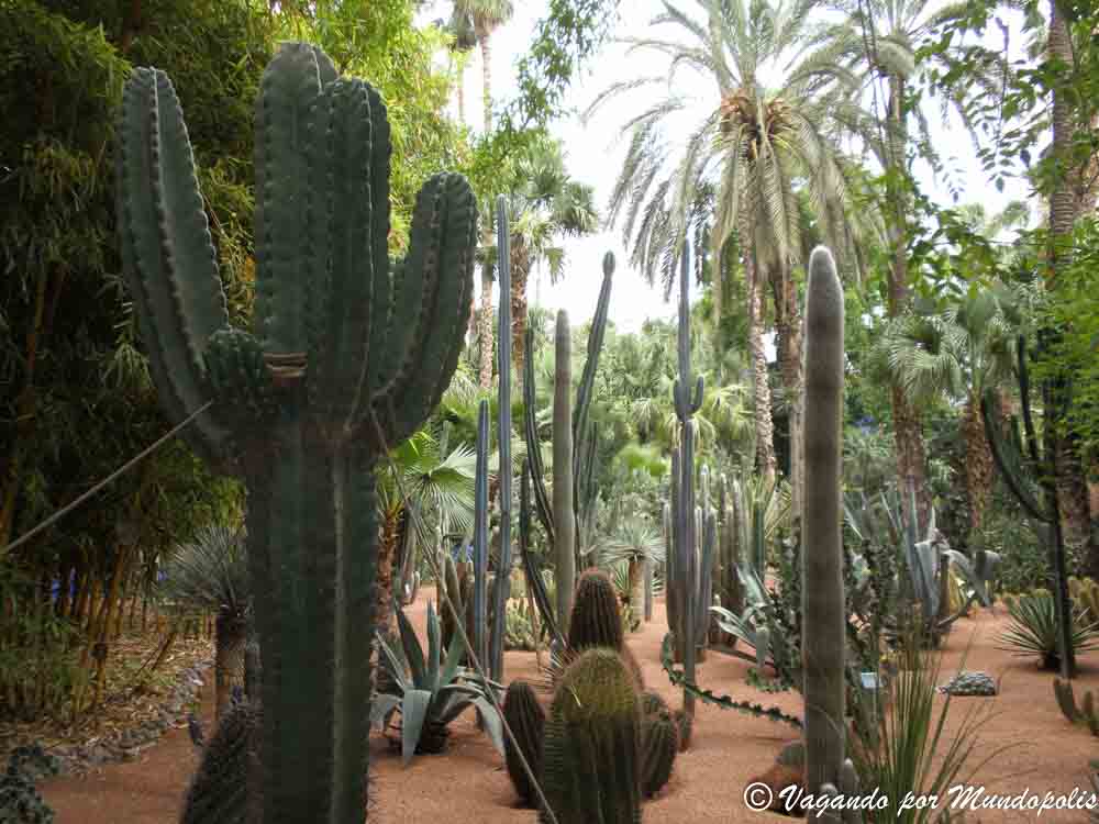 que-hacer-en-marrakech-jardines-majorelle