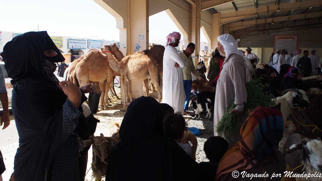 mercado-ganado-sinaw-e-ibra-que-hacer-en-nizwa