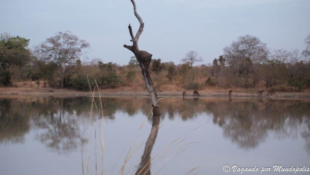 parque-nacional-nazinga
