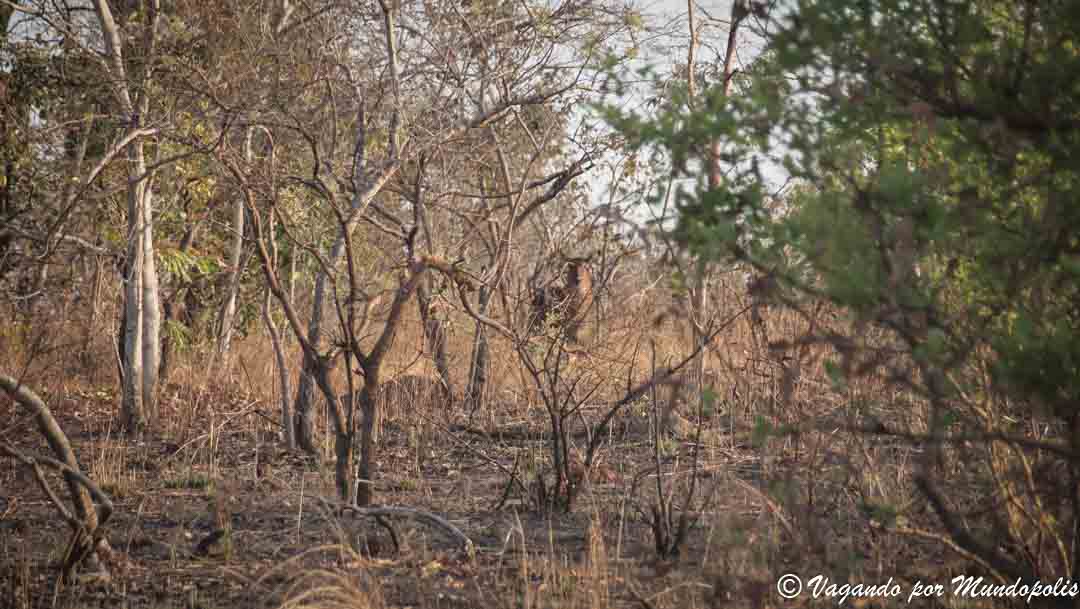 reserva-nazinga-burkina-faso