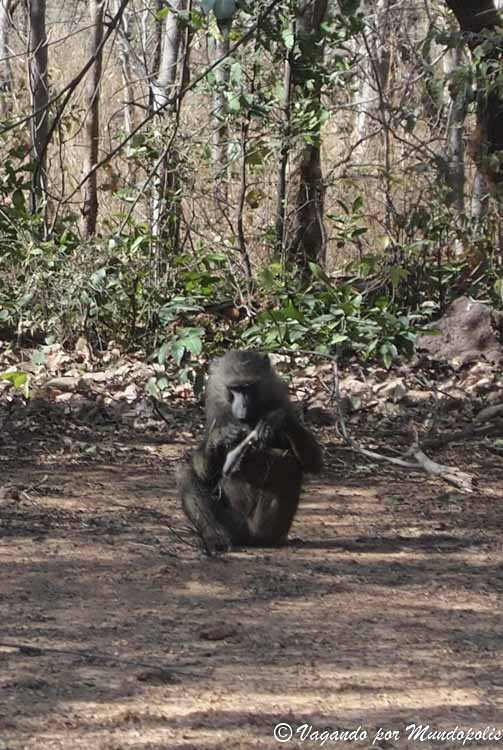 parque-nacional-nazinga-burkina-faso
