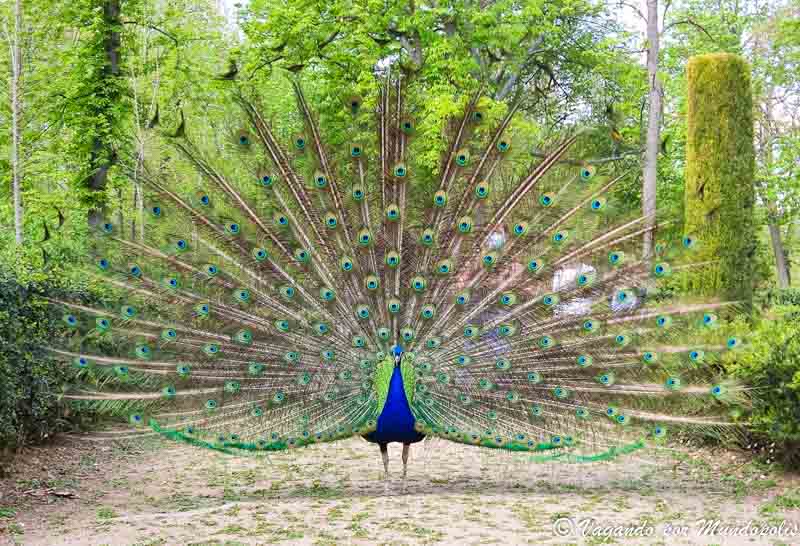 que-ver-en-aranjuez-jardin-de-la-isla