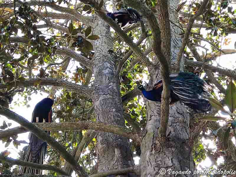 que-ver-en-aranjuez-jardin-de-la-isla