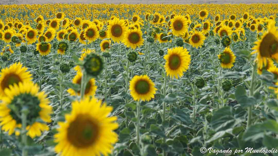 campos-girasoles-turegano-segovia