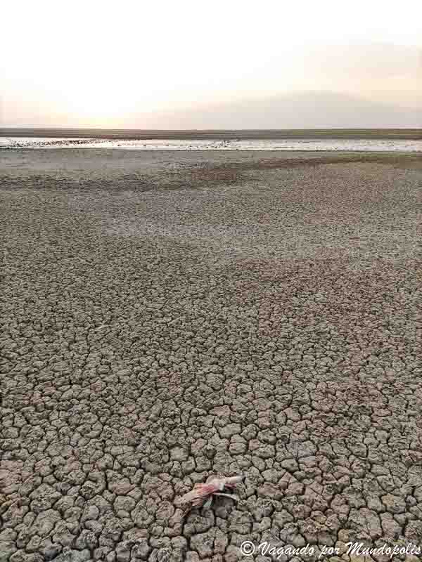 pajaros-muertos-lago-natron