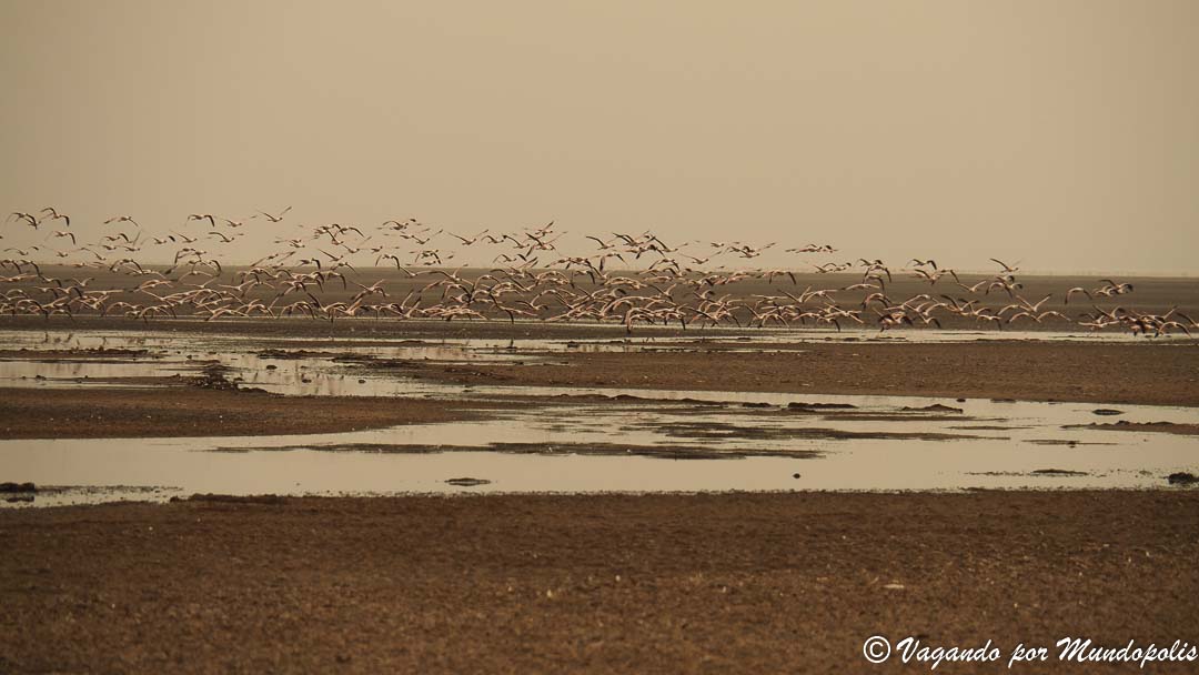 flamencos-lago-natron
