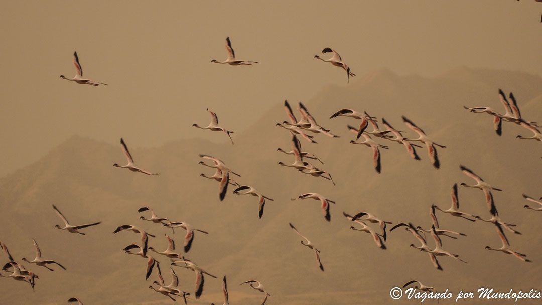 flamencos-lago-natron